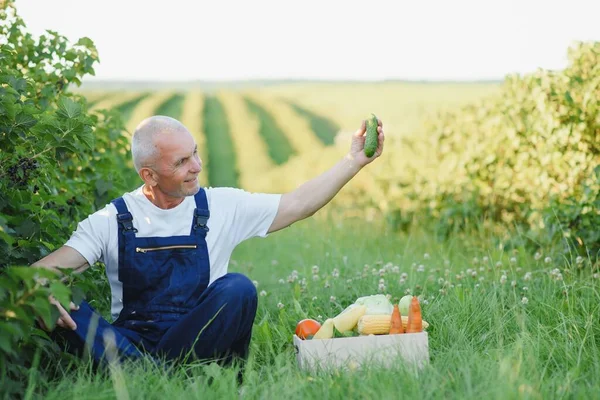 収穫した野菜の箱を運ぶ農家 — ストック写真