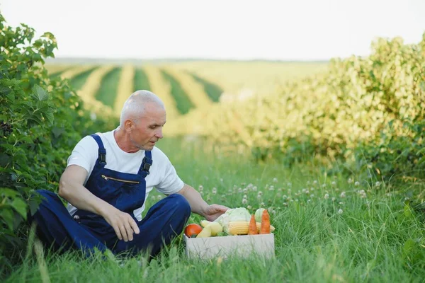 Ein Älterer Mann Hebt Eine Kiste Voller Gemüse Der Saison — Stockfoto