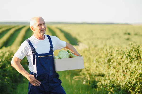 Senior Man Lifting Box Full Seasonal Vegetables Koncept Zdravé Výživy — Stock fotografie