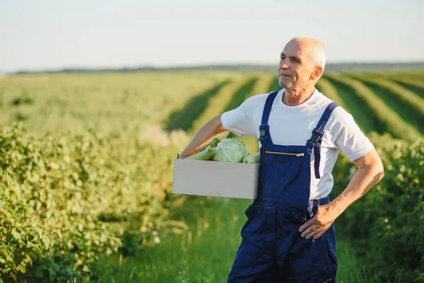 Agricoltore Che Trasporta Scatola Verdure Raccolte — Foto Stock