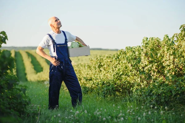 Muž Dřevěnou Krabicí Zeleniny Poli Farming — Stock fotografie