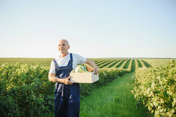 Farmář Nesoucí Krabici Sklizené Zeleniny — Stock fotografie