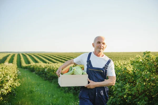 Farmář Nesoucí Krabici Sklizené Zeleniny — Stock fotografie