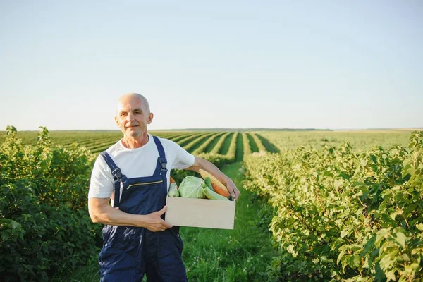 Muž Dřevěnou Krabicí Zeleniny Poli Farming — Stock fotografie
