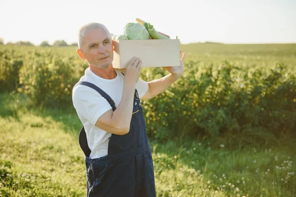 Mann Mit Holzkiste Mit Gemüse Auf Dem Feld Landwirtschaft — Stockfoto