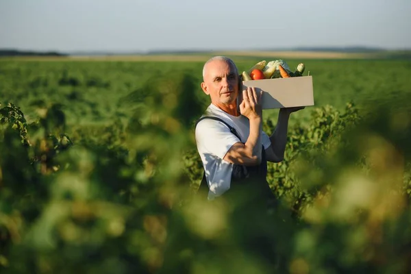 Agricultor Que Lleva Caja Verduras Recogidas —  Fotos de Stock