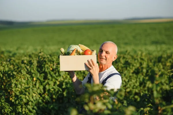 Άντρας Ξύλινο Κουτί Λαχανικών Στο Χωράφι Γεωργικές Εκμεταλλεύσεις — Φωτογραφία Αρχείου