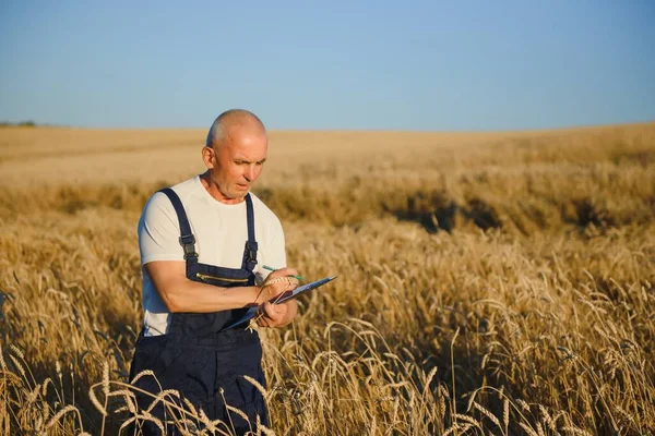 Vážný Šedovlasý Agronomista Nebo Zemědělec Používající Tablet Při Kontrole Pole — Stock fotografie