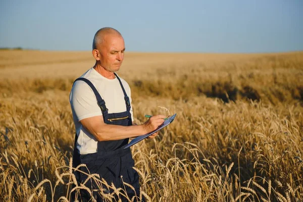 Ruce Trhat Svazek Pšenice Aby Zkontrolovala Zralost Obilovin Terénu Zemědělec — Stock fotografie