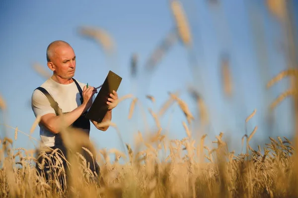Hasattan Önce Organik Buğday Tarlalarını Incelerken Tablet Kullanan Ciddi Gri — Stok fotoğraf