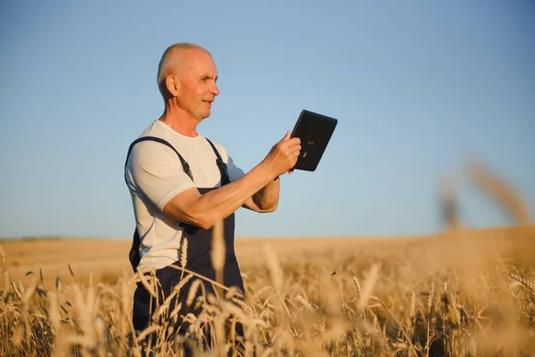Vážný Šedovlasý Agronomista Nebo Zemědělec Používající Tablet Při Kontrole Pole — Stock fotografie