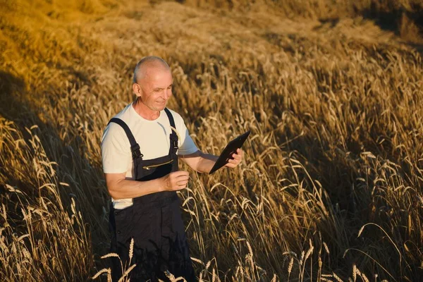 Šedesát Let Starý Agronomista Kontrolující Pšeničné Pole Používající Tabletový Počítač — Stock fotografie