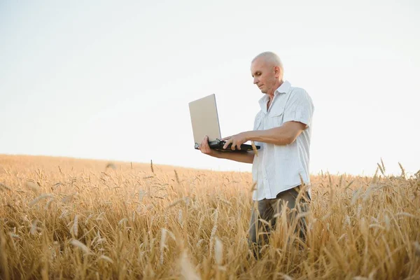 Súlyos Ősz Hajú Agronómus Vagy Mezőgazdasági Termelő Aki Táblagépet Használ — Stock Fotó