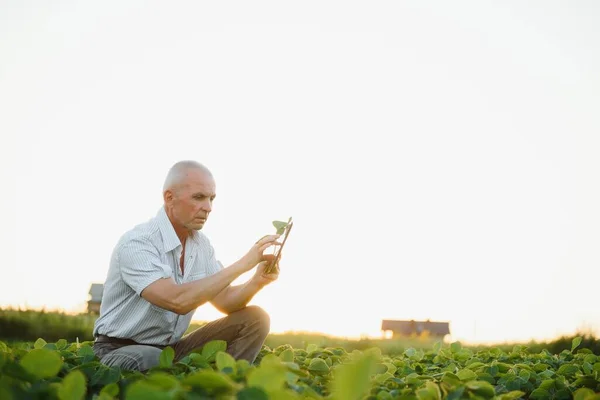 Farmář Podání Drží Tabletu Rukou Zkoumá Sójovou Společnost — Stock fotografie