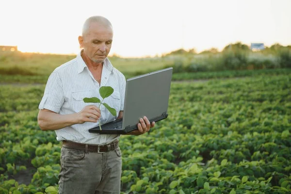 Farmář Podání Drží Tabletu Rukou Zkoumá Sójovou Společnost — Stock fotografie
