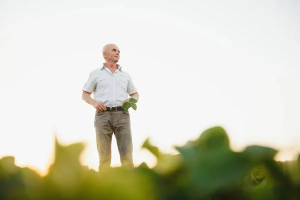 Agrónomo Que Inspecciona Los Cultivos Soja Que Crecen Campo Agrícola —  Fotos de Stock