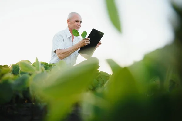 Agricultor Arquivado Segurando Tablet Suas Mãos Examinando Soja Corp — Fotografia de Stock