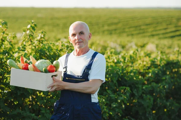 Senior man lifting box full of seasonal vegetables. The concept of healthy eating