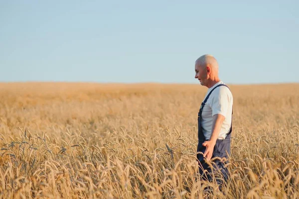 Worried gray haired agronomist or farmer using a tablet while inspecting organic wheat field before the harvest. Back lit sunset photo. Low angle view.