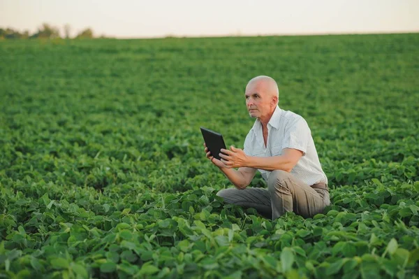 Agronomista Který Kontroluje Pěstování Sójových Bobů Poli Koncept Zemědělské Produkce — Stock fotografie