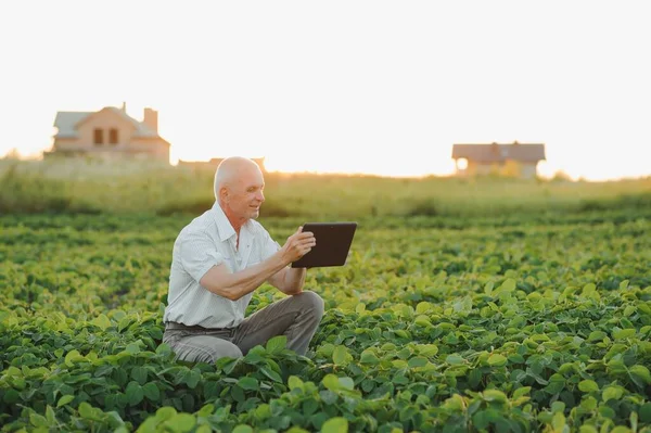 Farmář Podání Drží Tabletu Rukou Zkoumá Sójovou Společnost — Stock fotografie