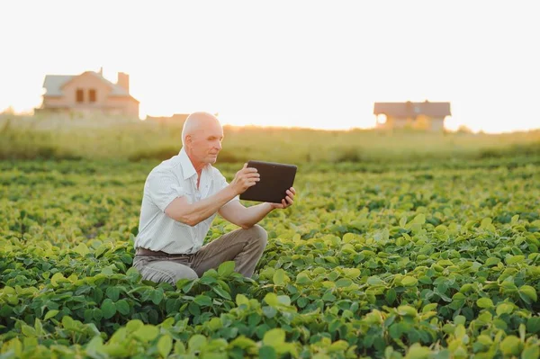 Agronomista Který Kontroluje Pěstování Sójových Bobů Poli Koncept Zemědělské Produkce — Stock fotografie