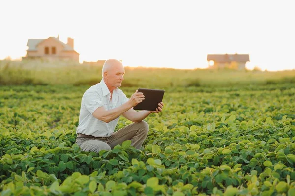 日没時の作物を調査する大豆畑に立つ高齢農家の肖像 — ストック写真
