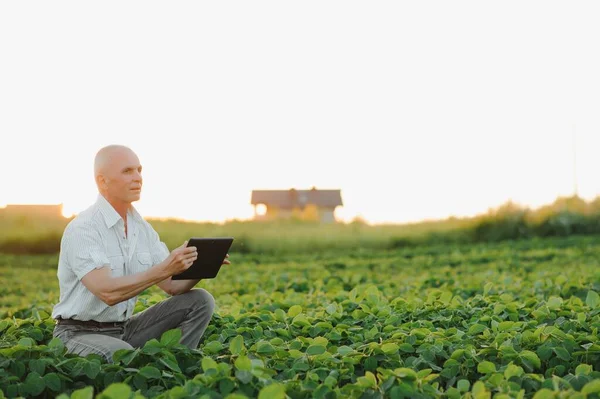 Farmář Podání Drží Tabletu Rukou Zkoumá Sójovou Společnost — Stock fotografie