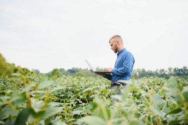 Agronomist tarlada yetişen soya fasulyesi ekinlerini inceliyor. Tarım üretim konsepti. Genç tarımcı yazın tarlada soya fasulyesi mahsulünü inceliyor. Soya tarlasında çiftçi