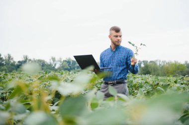Agronomist tarlada yetişen soya fasulyesi ekinlerini inceliyor. Tarım üretim konsepti. Genç tarımcı yazın tarlada soya fasulyesi mahsulünü inceliyor. Soya tarlasında çiftçi