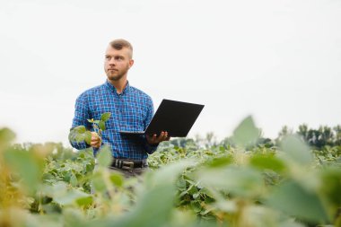Agronomist tarlada yetişen soya fasulyesi ekinlerini inceliyor. Tarım üretim konsepti. Genç tarımcı yazın tarlada soya fasulyesi mahsulünü inceliyor. Soya tarlasında çiftçi