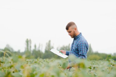 Agronomist tarlada yetişen soya fasulyesi ekinlerini inceliyor. Tarım üretim konsepti. Genç tarımcı yazın tarlada soya fasulyesi mahsulünü inceliyor. Soya tarlasında çiftçi