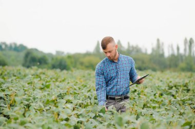 Genç yakışıklı tarım mühendisi soya tarlasında çömeliyor. Yazın başında elinde tabletle.