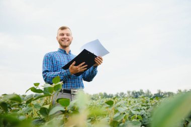 Agronomist tarlada yetişen soya fasulyesi ekinlerini inceliyor. Tarım üretim konsepti. Genç tarımcı yazın tarlada soya fasulyesi mahsulünü inceliyor. Soya tarlasında çiftçi