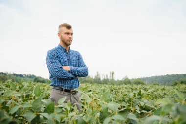 Tarlada yeşil soya bitkisini inceleyen çiftçi ya da tarım uzmanı.