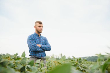 Büyüyen yeşil fasulye tarlasında tarım yapan çiftçi. Tarım endüstrisi.