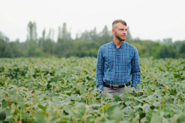 Agronomist tarlada yetişen soya fasulyesi ekinlerini inceliyor. Tarım üretim konsepti. Genç tarımcı yazın tarlada soya fasulyesi mahsulünü inceliyor. Soya tarlasında çiftçi