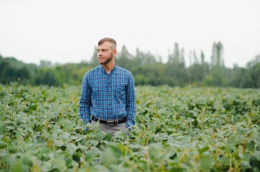 Agronomist tarlada yetişen soya fasulyesi ekinlerini inceliyor. Tarım üretim konsepti. Genç tarımcı yazın tarlada soya fasulyesi mahsulünü inceliyor. Soya tarlasında çiftçi