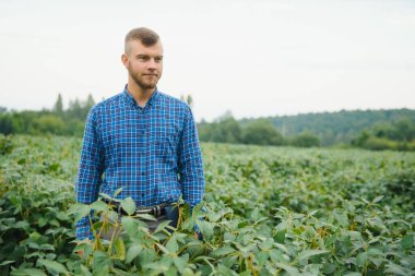 Büyüyen yeşil fasulye tarlasında tarım yapan çiftçi. Tarım endüstrisi.