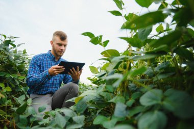 Tarlada yeşil soya bitkisini inceleyen çiftçi ya da tarım uzmanı.
