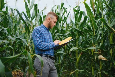 Çiftçi tarlasında mısır koçanı teftiş ediyor.