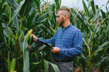 Çiftçi tarlasında mısır koçanı teftiş ediyor.