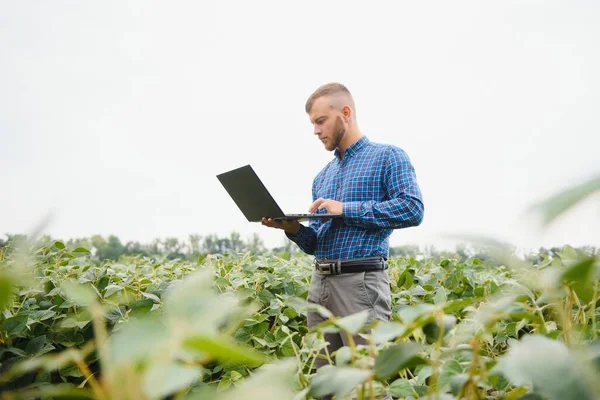 Szántóföldi Zöldszójababot Vizsgáló Mezőgazdasági Termelő Vagy Agronómus — Stock Fotó