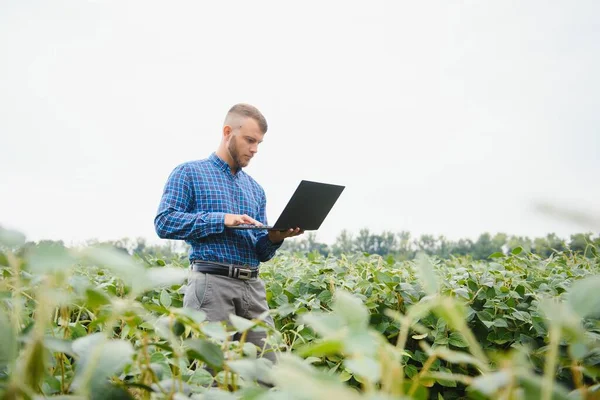 Agronomist Tarlada Yetişen Soya Fasulyesi Ekinlerini Inceliyor Tarım Üretim Konsepti — Stok fotoğraf