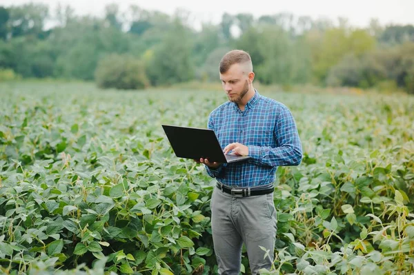 Agronomista Badający Uprawy Soi Rosnące Polu Uprawnym Koncepcja Produkcji Rolnej — Zdjęcie stockowe