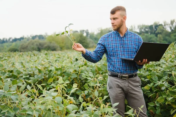 Agronomo Che Ispeziona Colture Soia Che Crescono Nel Campo Agricolo — Foto Stock