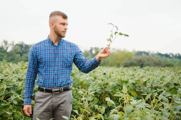 Jungbauer Auf Sojabohnenfeldern — Stockfoto