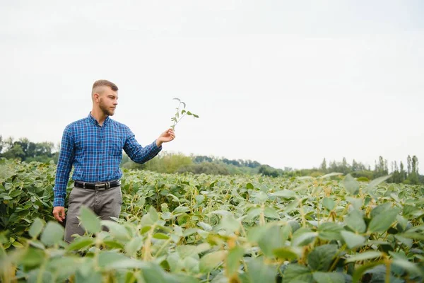 Farmer Agronómus Egy Növekvő Zöld Szójabab Mezőn Mezőgazdasági Ipar — Stock Fotó