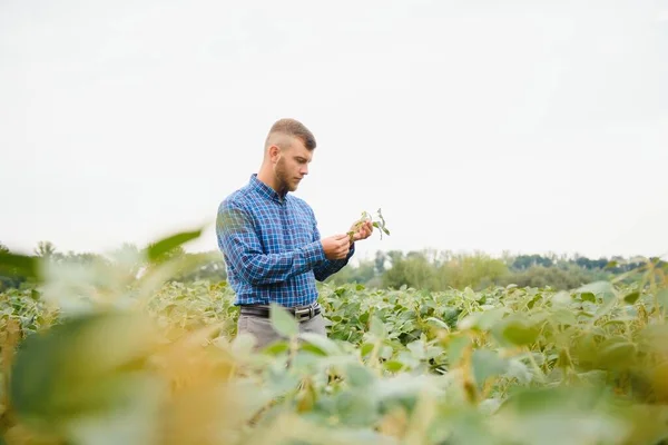 Фермер Агроном Изучает Растение Зеленой Сои Поле — стоковое фото