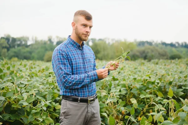 Landwirtschaftsexpertin Überprüft Die Qualität Von Soja — Stockfoto